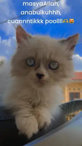 Kitten ras ragdoll. free grooming n free petcargo
