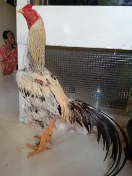 Ayam Bangkok pacek ukuran 6,5