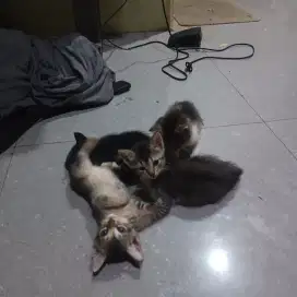 Open adopsi free