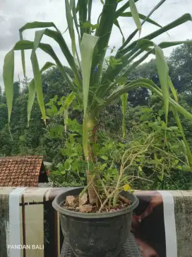 Tanaman hias pandan bali