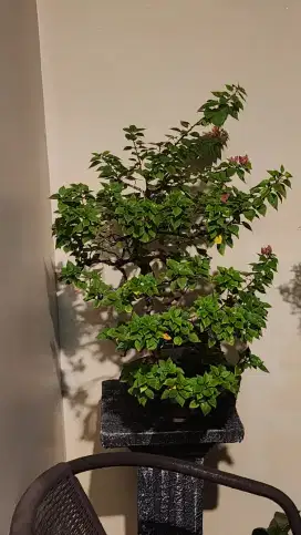 Bonsai Bougenville Bugenvil Singapur SGP Ori On The Rock