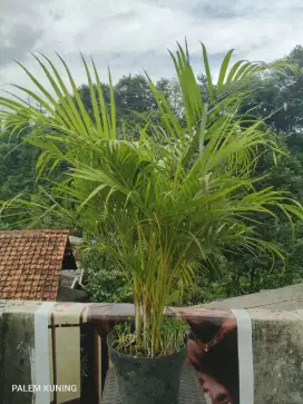 Palem kunlng tanaman hias