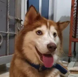 Sepasang Siberian husky