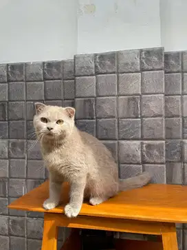 British Short Hair BSH x Scottish Fold SF Lilac