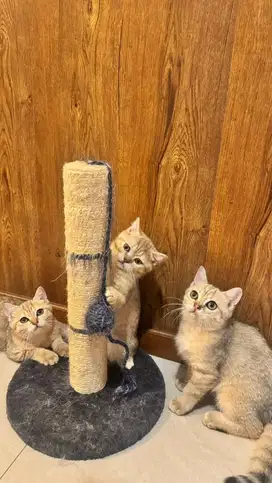 SEMI HIBAH OPEN ADOPT BSH GOLDEN LINE IMPOR