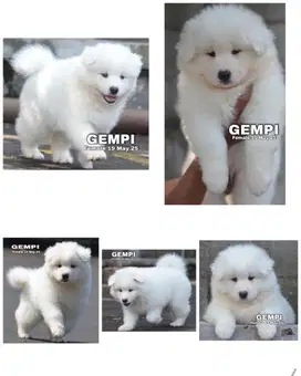 Samoyed puppy stambum vaksin