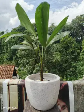 Palem kipas tanaman hias