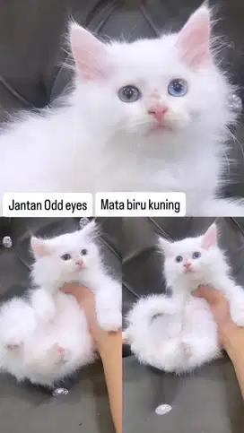Kitten jantan odd eyes