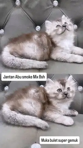 Kitten jantan mix bsh abu smoke