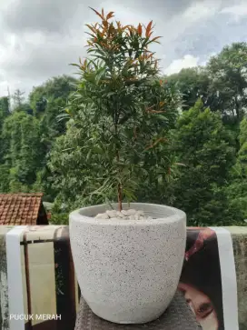 Pucuk merah tanaman hias