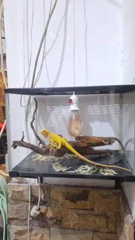 Iguana Green Albino & Iguana Red