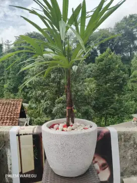 Palem waregu tanaman hias