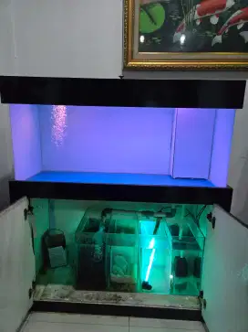 Aquarium arwana