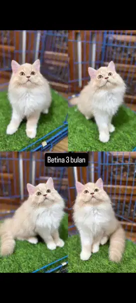 kucing kitten anakan anggora persia ragdoll himalaya mainecoon british