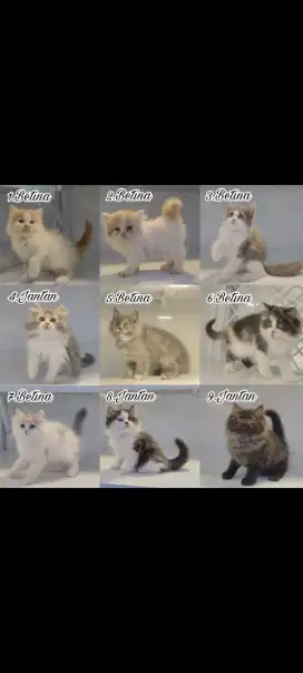 kucing kitten anakan himalaya ragdol anggora persia mainecoon scottish