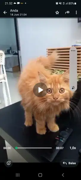 La kitten persia umur 3 bulan