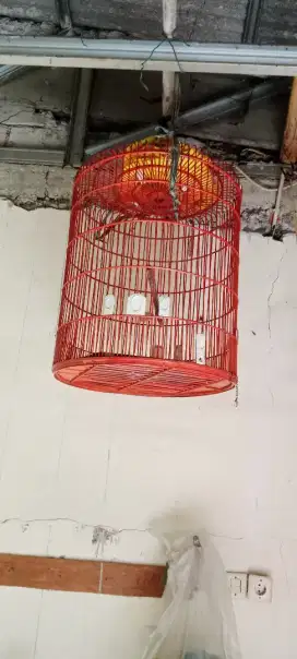 Jual kandang murai