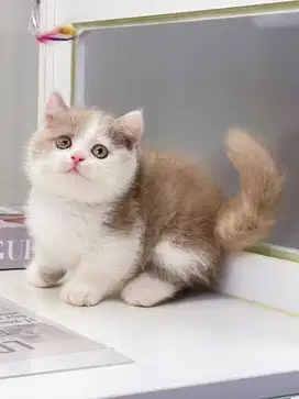 for sale munchkin bsh