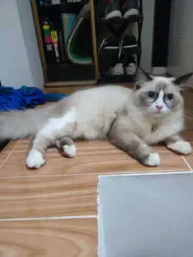 Kucing Ragdoll Tampan