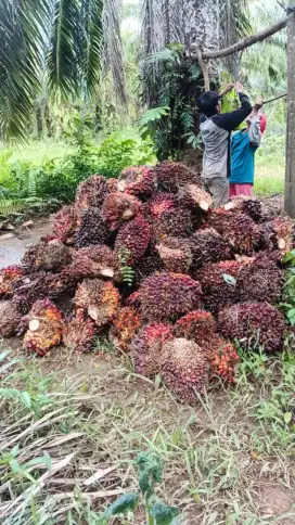 Di jual kebun sawit luas 14 hektar satu amparan SHM lengkap dengan PBB