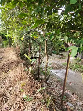 Tanah Nempel  di Puri Kemang Asri BU banget