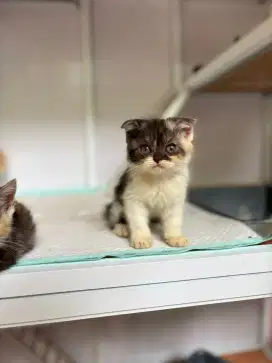 Kucing Ras Peaknose x Munchkin