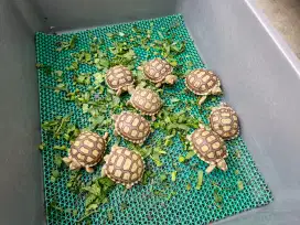 Sulcata Size Baby Up 5-6cm Mulus Mulus CB Indo
