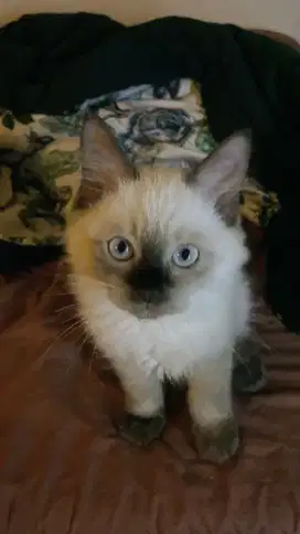 kucing/kitten himalaya seal point jantan
