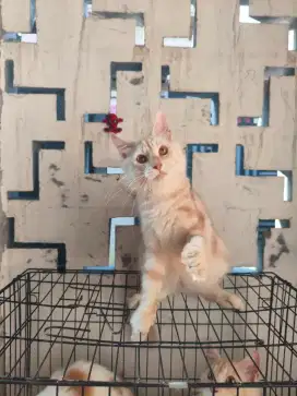 Mainecoon pure nonped jantan