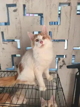 Mainecoon pure nonped jantan