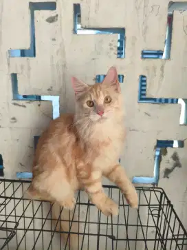 Mainecoon pure nonped jantan