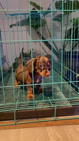 anjing tekel anabul jefra kennel jefra petshop