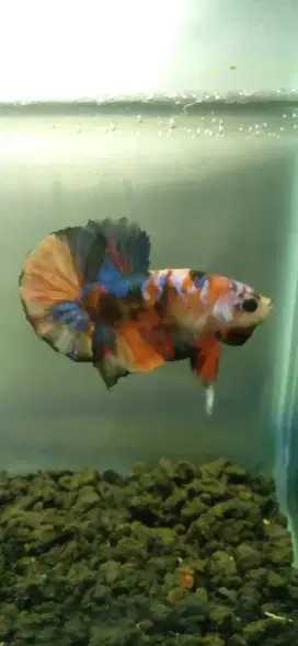 Ikan cupang plakat hias