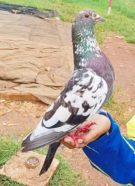 Merpati Kolong Juara di 3 Lapak