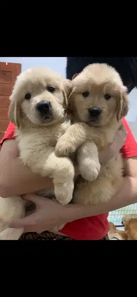 Di jual anakan Golden retriever