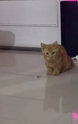 Munchkin scottish bsh jantan