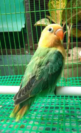 Burung Lovebird lolohan