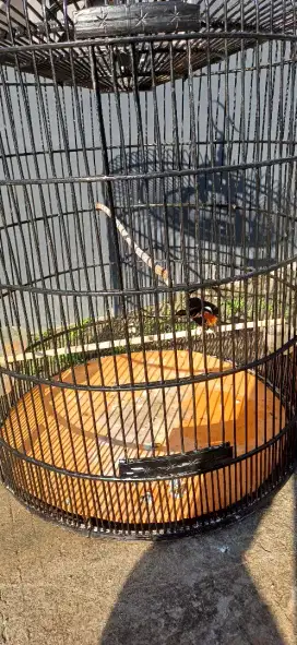 Dijual,Murai Medan Ring
