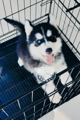 Siberian Husky Female Stambom