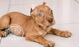 American Pitbull Female