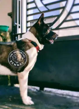 American Akita Calon indukan