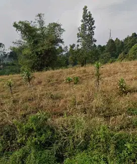 Dijual Lahan Kebun 7,000m2 SHM di kaki Gunung Salak Cijeruk Bogor