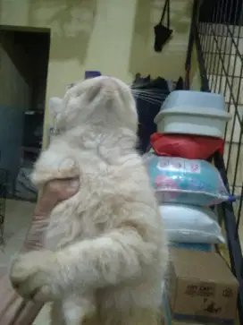 Kucing bsh oren