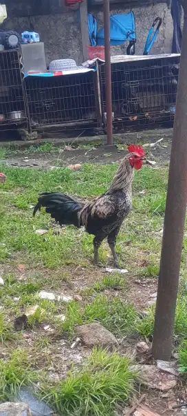 Ayam Jago Jari 10