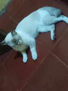 Kucing siam betina