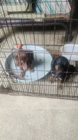 anak tekel lucu dachshund