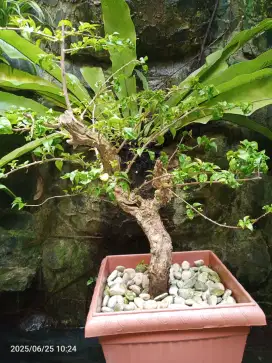 Bonsai bouganfil