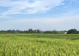 FREEHOLD LAND FOR SALE IN TABANAN AREA
