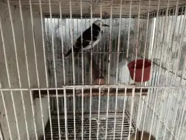 Jual Burung Jalak Hongkong