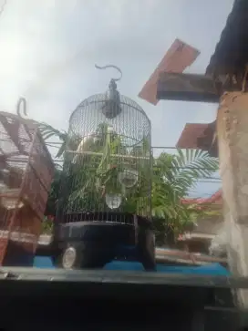 Kenari putih gacor kandang ebod pvc